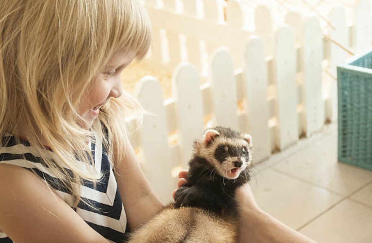 📢[Communiqué] Attention au contact étroit des #enfants, au #domicile, avec des #animaux de compagnie non traditionnels (#ACNT). L'Académie déconseille ces ACNT en présence d'enfants de - de 5 ans,....lire la suite ... academie-medecine.fr/wp-content/upl…