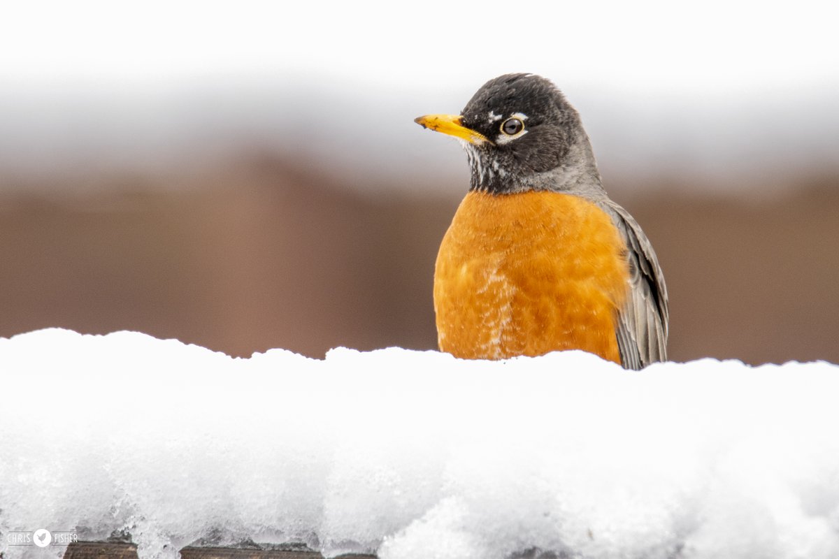 Our backyard American Robins saw a bit of a snow delay in nest building yesterday. Looks like they are back at it this morning #YYC.