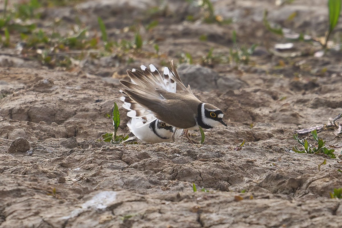 A good day here @RSPBTITCHWELL - with some 'cracking' birds out on the reserve - Cuckoo, Spoonbill, Sedge & Reed Warbler, Ringed Plover, Bar & Black tailed Godwit - amazing !!👍🤘😀 📸 - Little Ringed Plover 📸📸 - Photo credit - Cliff Gilbert