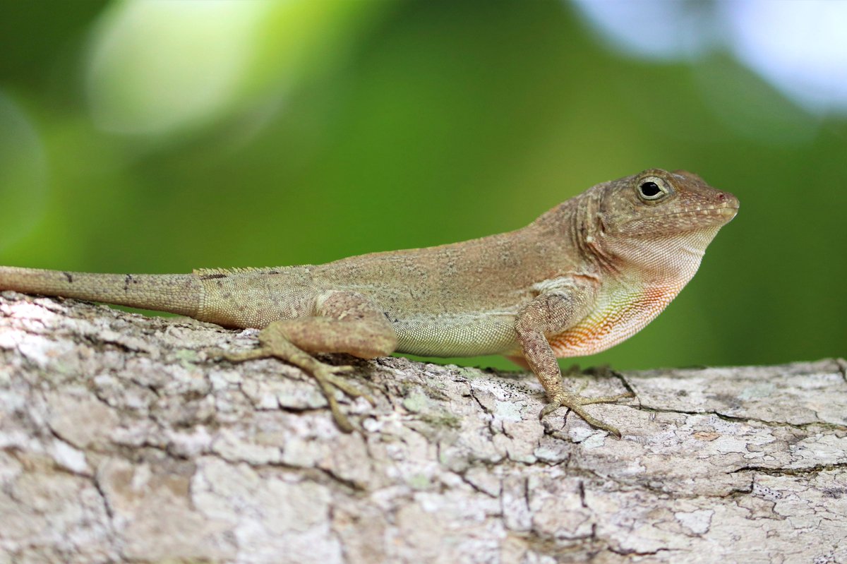 A large male crested anole (Anolis cristatellus) 🦎 I've worked with this species a lot in the densely forested parts of Puerto Rico, but I am excited to begin working with this species also in urban areas post-PhD! Eight days left until my defense😬