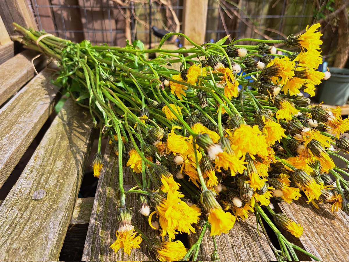 Die paardenbloemen van een meter hoog langs het fietspad, sloot en weilanden, weten jullie nog! Het is groot streepzaad en het zuivert de lucht en je longen.... dus hang het op in huis en heel jezelf zonder dat je er erg in hebt.