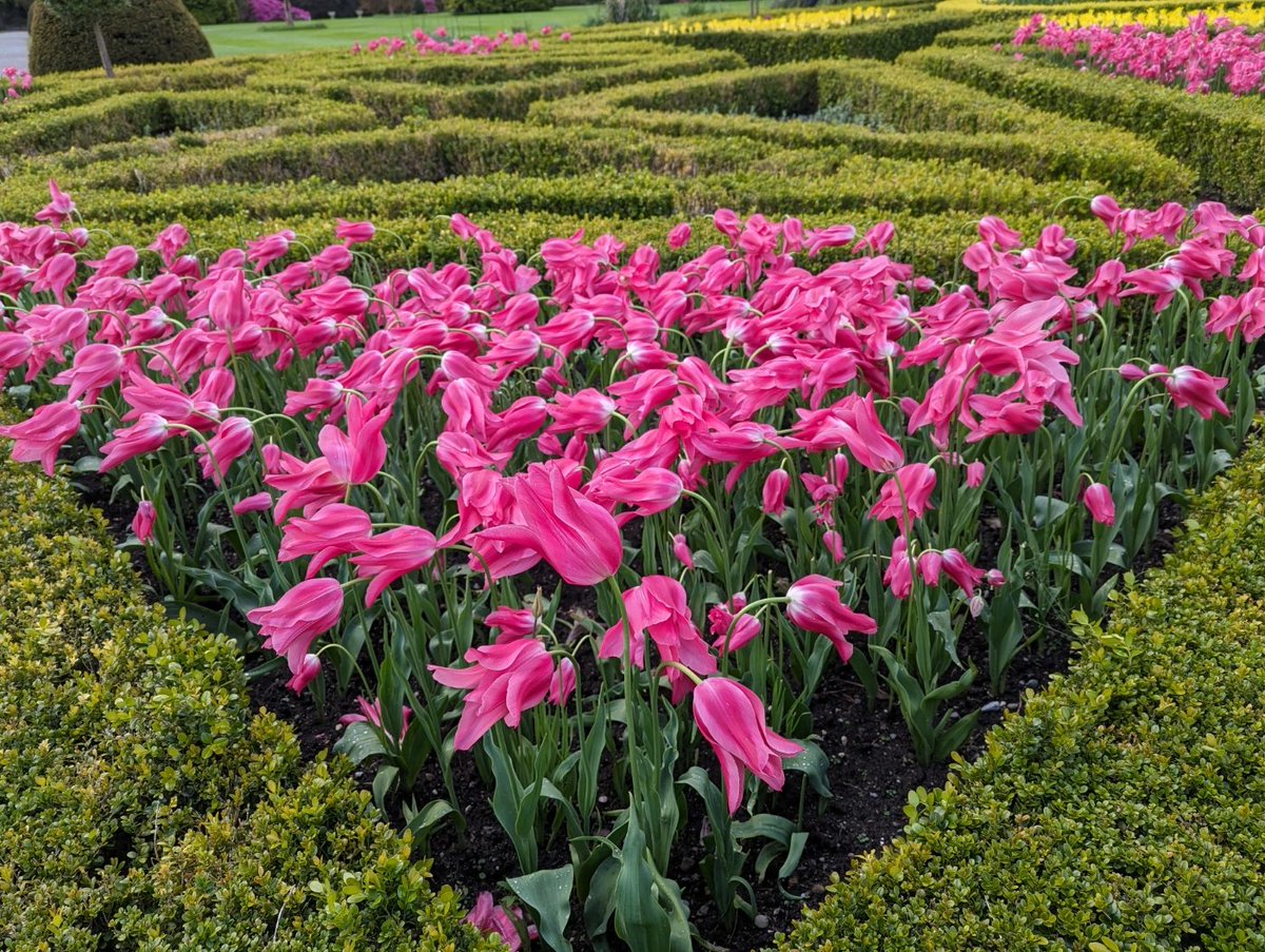 Fancy tulips at Muckross National Park in Killarney, Kerry  

#XNatureCommunity #XNaturePhotography #TwitterNatureCommunity #TwitterNaturePhotography #NaturePhotography #NatureBeauty #Flowers #FlowersOfX #FlowersOfTwitter #FlowersOnFriday #gardening #gardensoftwitter