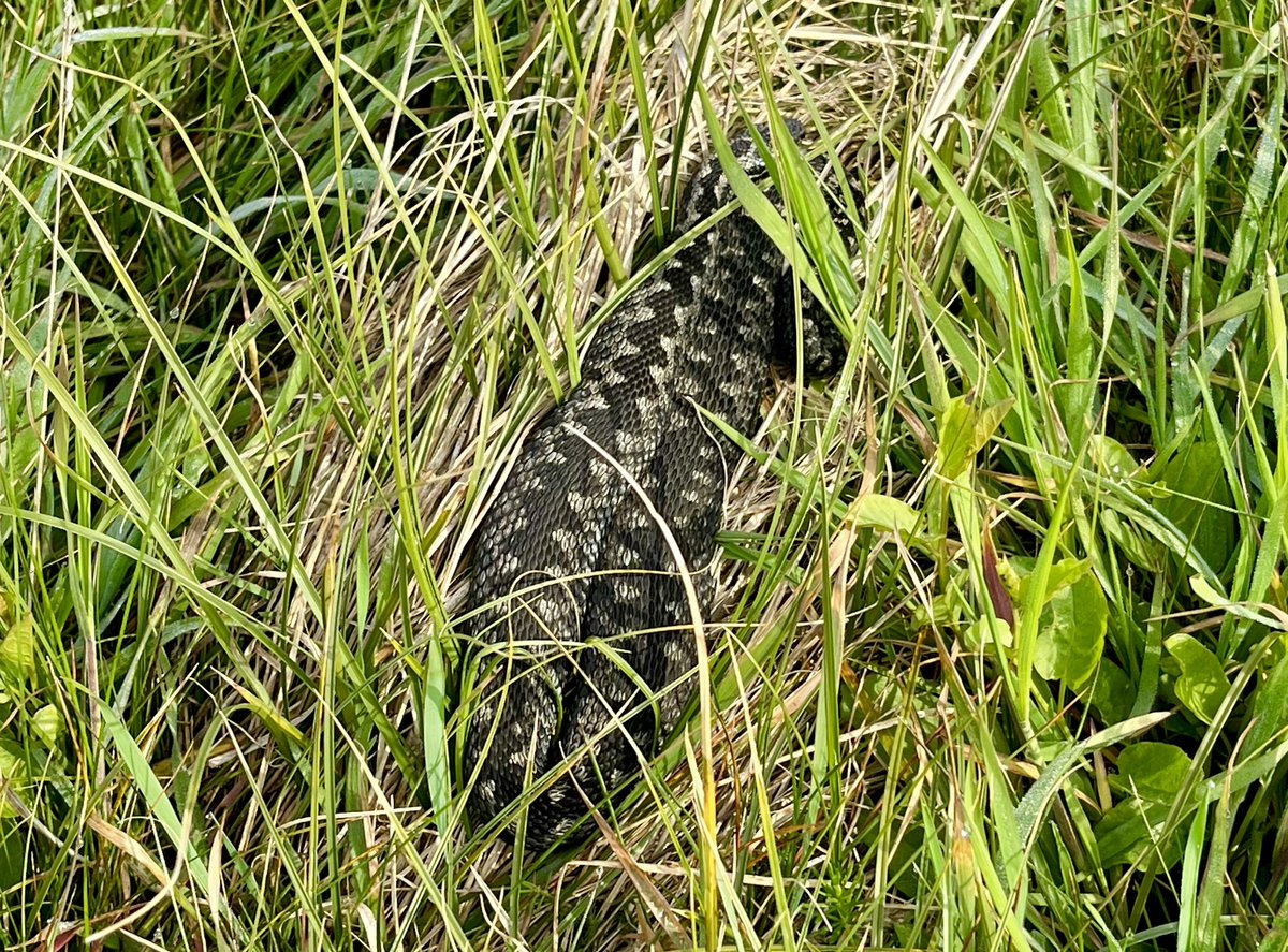 Is this what I think it is?😳🐍
Possibly an adder, basking in the sunshine at Sheringham Golf Course this morning…@WeatherAisling @ChrisPage90 @SheringhamGolf #adder