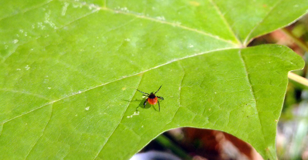 If you're getting outside for some fresh air, remember that ticks can be small and hard to see. Protect yourself by preventing the bite. Here's how: OttawaPublicHealth.ca/LymeDisease