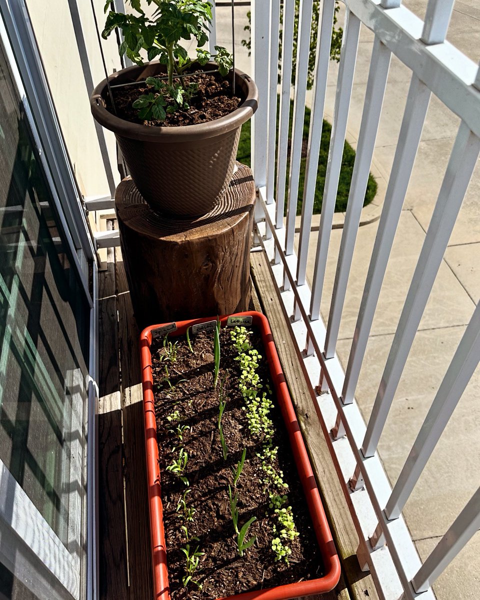 When your mom knows you miss having a yard to grow things and she creates a balcony garden for you.🩷 Bonus: I won’t have to worry about bunnies or deer eating my lettuce and spinach up here.😂 #growyourownfood
