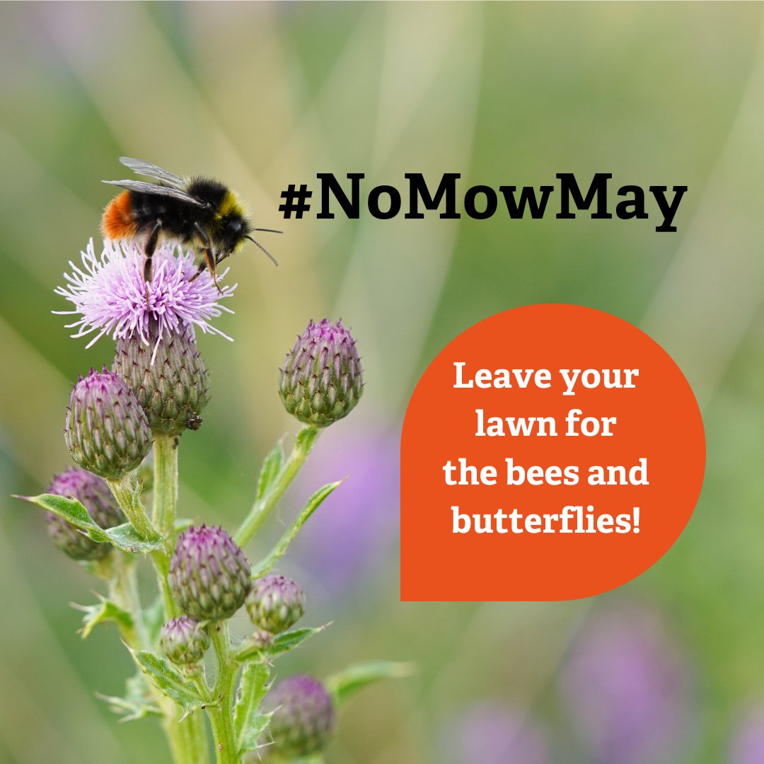 Transform your lawn into a flower-rich, pollinator-friendly meadow this month for #NoMowMay 

This is an annual movement by @Love_plants. Get involved at: bit.ly/3UWii6B

#flowers #gardening #plants #nature #bees #Butterflies #pollinators #wildlife #wildflowers