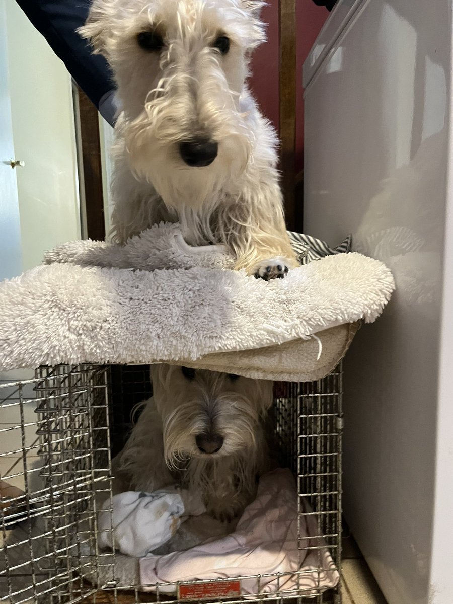 Two dogs - one crate! #DogsofTwittter #Scottishterrier
