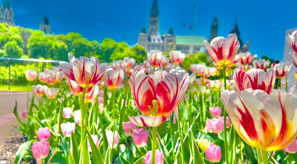 Be ready for the Tulips ( T23)
@weathernetwork @CBCOttawa @CTVNews @BlacksWeather @ViktaPaulo @SnowHour @StormHour @_MarkSutcliffe @JimWatsonOttawa @NCC_CCN @NCC_GatPark