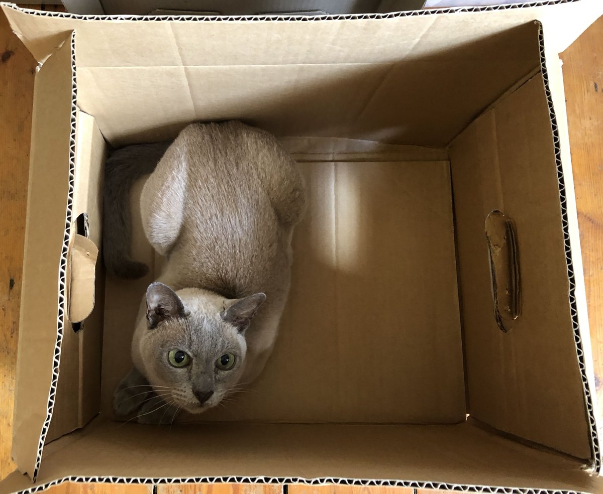 Miss @PickliciousF's books are flying out the door! Here's a third set of promo pictures. Luckily mummy lets me play in the empty boxes afterwards. To order #PickleDiary, DM @GonzotheCat1 or email gonzothecat2012@gmail.com. All profits to @FelineFriendsUK & @AllDogsMatter 😺🐶🐾