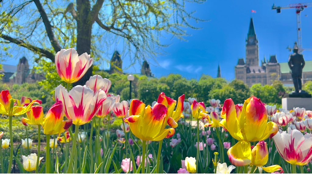 Be ready for the Tulips ( T23)
@weathernetwork @CBCOttawa @CTVNews @BlacksWeather @ViktaPaulo @SnowHour @StormHour @_MarkSutcliffe @JimWatsonOttawa @NCC_CCN @NCC_GatPark