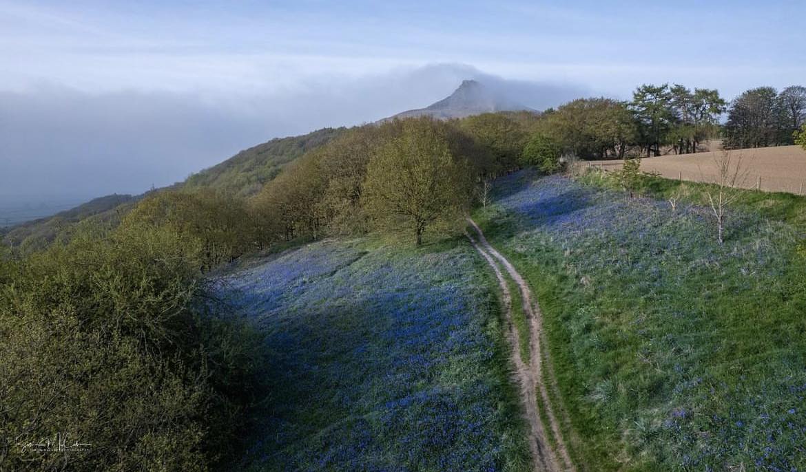 The bluebells of Boro 🌄😍 There's no better sight than Roseberry Topping blooming in the springtime! Credit 📸: Simon Mccabe