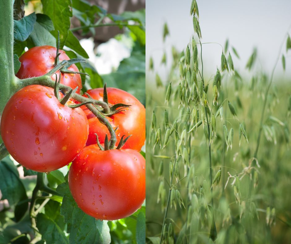 🍅 Our class Summer Crops & Cover Crops in partnership with @SLCL is coming up this Tuesday, May 7 at 2:00 p.m.! The class recording will be uploaded to the @SLCL YouTube channel within 3 business days. ☑️ Sign up for this free class ~> buff.ly/3Uqbe1U