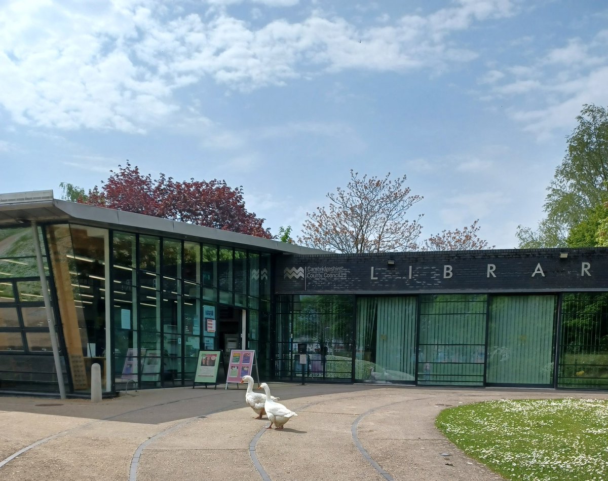 cambslib's tweet image. #MarchLibrary geese having a quick gander at the events on offer. Wonder what they&apos;d enjoy?  #LibraryGeese