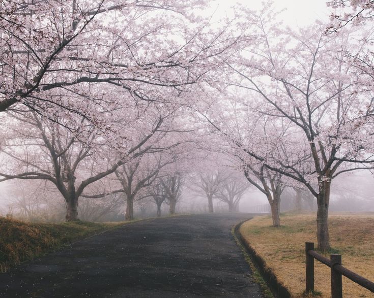 misty pink.🩶