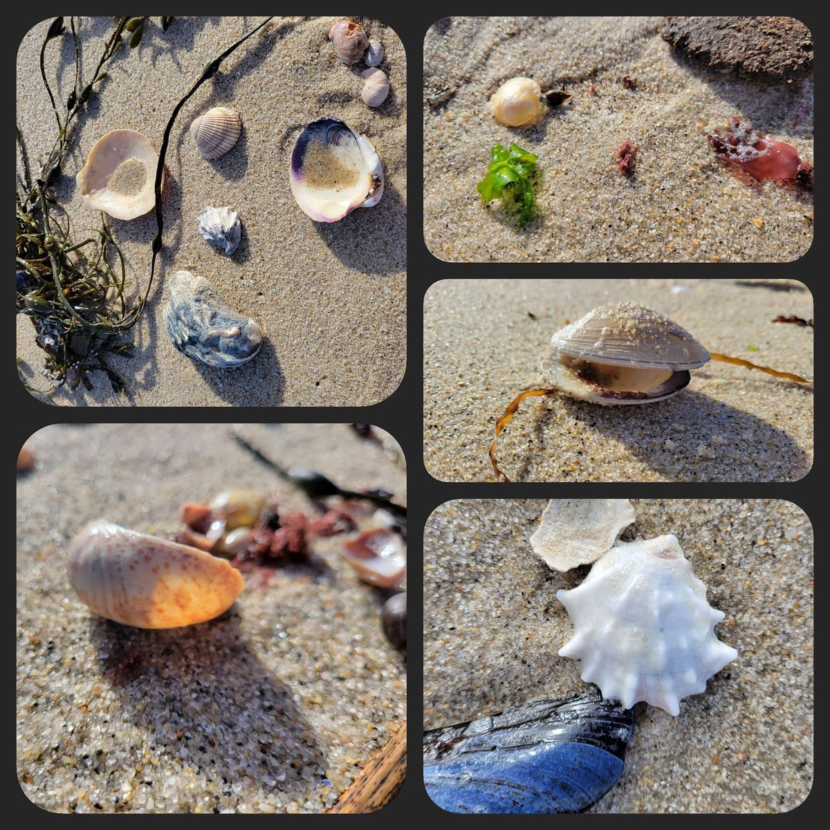 #CapeCod seashells from a few years back 🐚