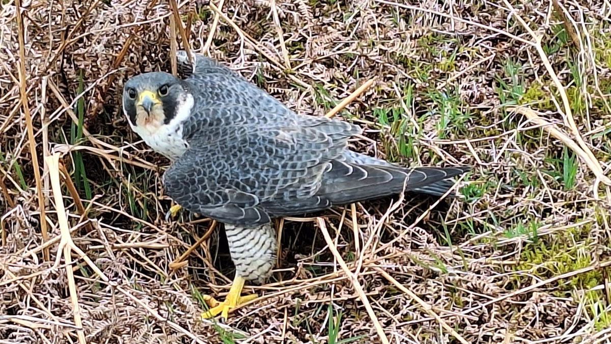 We have today matched a reward of £5,000 from @Natures_Voice after receiving deeply concerning news that a peregrine was shot in the Dove Stone area of the National Park last month. We urge anyone with information to contact the police. More below... 👉 bit.ly/3y9RoAt
