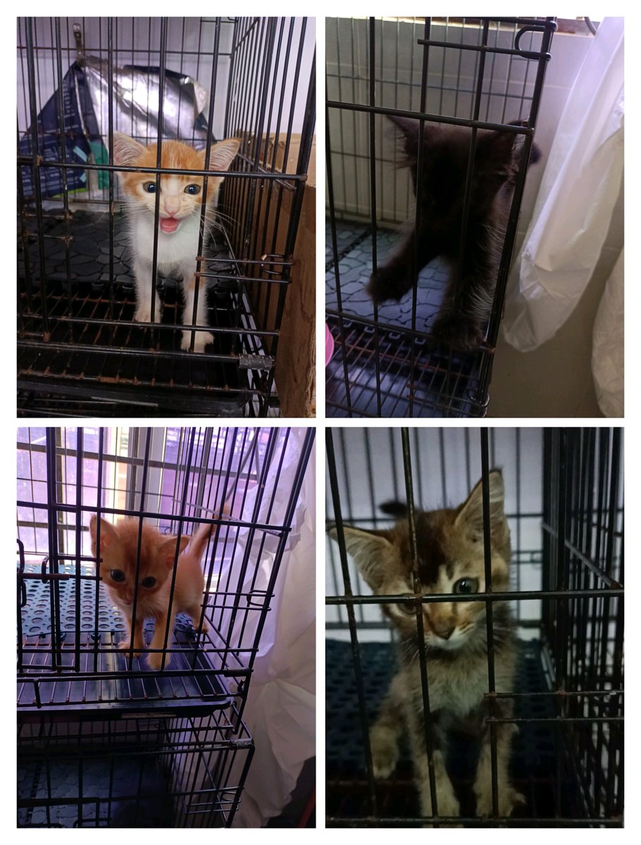 Korang... mintak ramai² bantu share untuk ain boleh? 4 kittens yg dia rescue positive parvo and undergoing treatment ☹️ kesian dorang kecik² je dah kena buang, pastu positive parvo pulak. Lets help them recover together! Every cent matters. Do help share/donate 🫶🏼