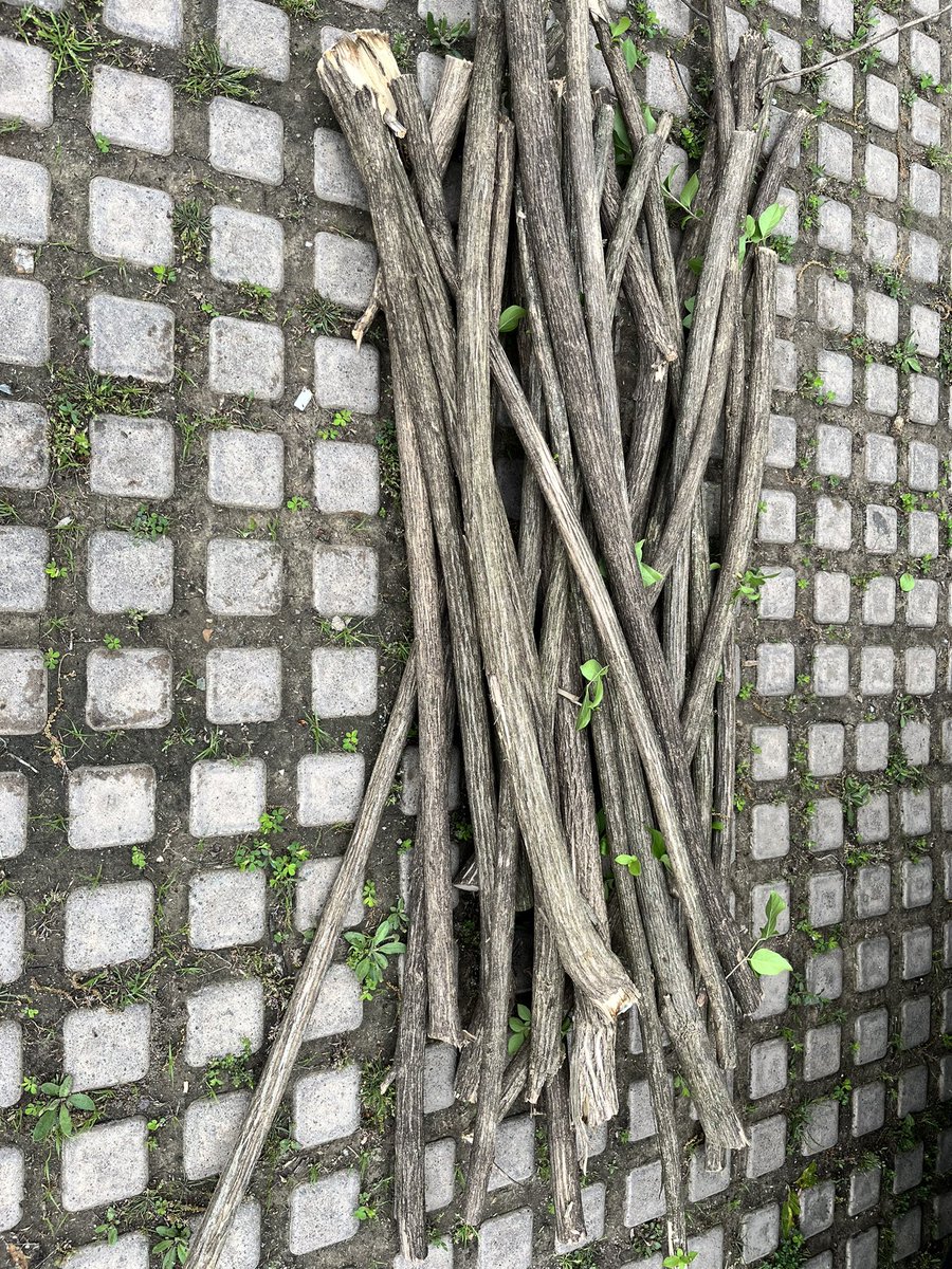 Mike Szydlowski (@szydlowskim) on Twitter photo The City Garden School will be making custom walking sticks made out of invasive honeysuckle at their weeklong camp next week. Saving resources and helping Columbia Parks remove invasive plants at the same time. <a href="/comoparks/">Columbia Parks</a> The City Garden School will be making custom walking sticks made out of invasive honeysuckle at their weeklong camp next week. Saving resources and helping Columbia Parks remove invasive plants at the same time. <a href="/comoparks/">Columbia Parks</a>
