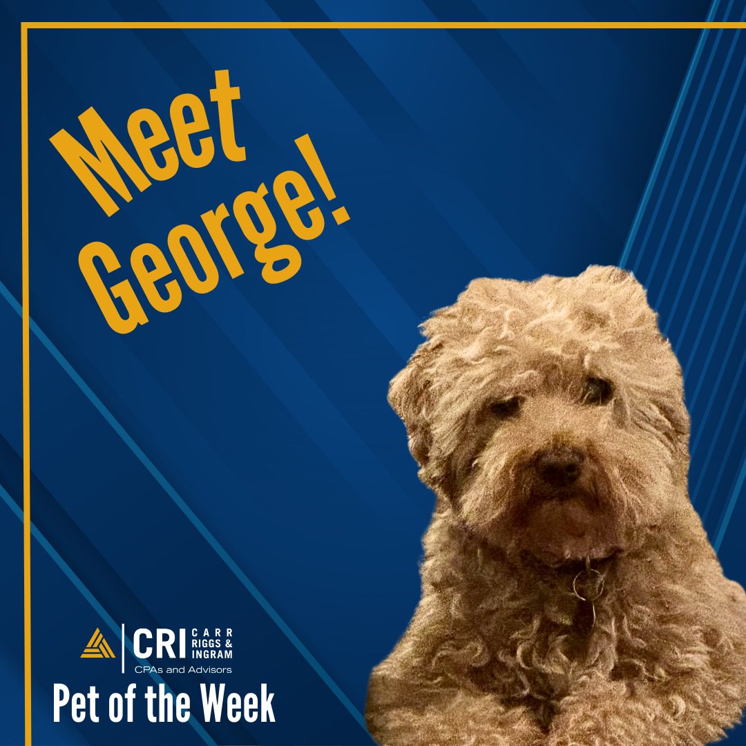 Meet George! This little nugget is the son of CRI Montgomery Partner, Jonathan Knight. George is originally from Arkansas, but currently resides in Auburn, Alabama where loves trips to Starbucks, neighborhood walks, and naps (obvi).⁠
⁠
#CRIcpa #petoftheweek
