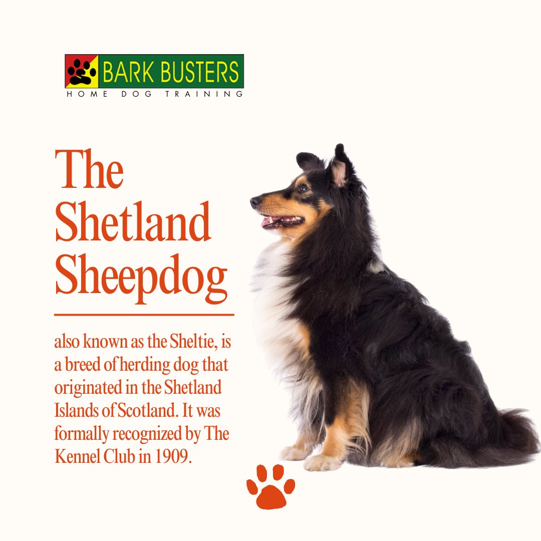 Meet the Shetland Sheepdog, or Sheltie, a herding breed hailing from Scotland's Shetland Islands. Recognized by The Kennel Club in 1909, these intelligent dogs excel as loyal companions and skilled herders.
.
#stephaniecurtis #valleydogtraining #inhomebehavioraltraining