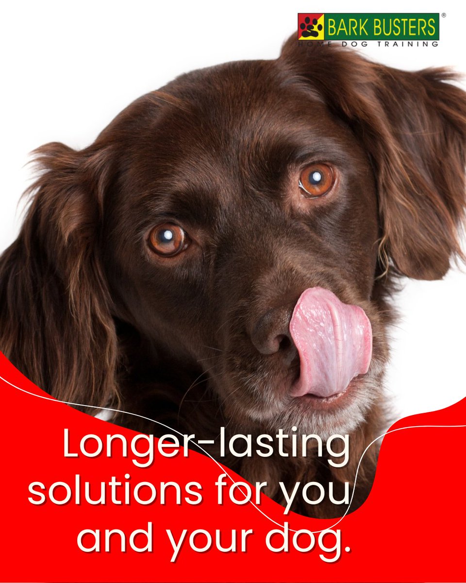 Tired of quick fixes that don't stand the test of time? Uncover longer-lasting solutions for a happier, more obedient pup.
.
#BarkBusters #dogs #doglover #pets #ilovemydog #dogsofinstagram  #dogtraining #dogtrainer #puppytraining #servicedog #dogtricks #ilovedogs