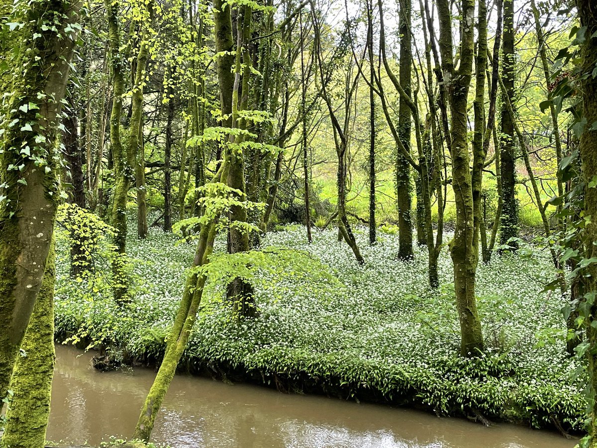 Wild garlic in flower at Wisemans Bridge nr Saundersfoot @DerekTheWeather