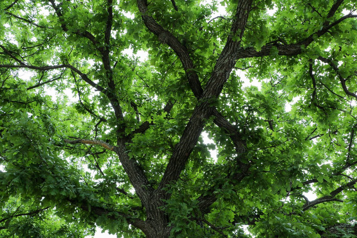 🌳 Forest stewardship = clean air! By removing carbon dioxide from the atmosphere and storing it in their wood, forests and trees keep our air clean, decreasing the risk of respiratory illness. 🌱 Read more about #TexasStewardshipWeek here: bit.ly/StewardshipWee…