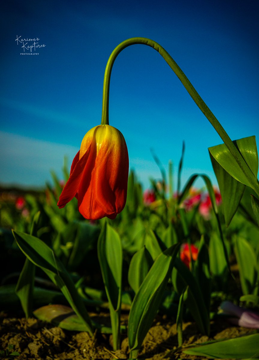 Keep looking down, for it is there that your dreams take root.  #KarissasKaptures #TulipSeason #TulipFarm #HollandRidgeFarms #LandscapePhotography #TulipField #TulipField #ThursdayVibes #thursdaythoughts #SonyCamera #Sonya6000 #sonyphotography #sonyalpha #Spring