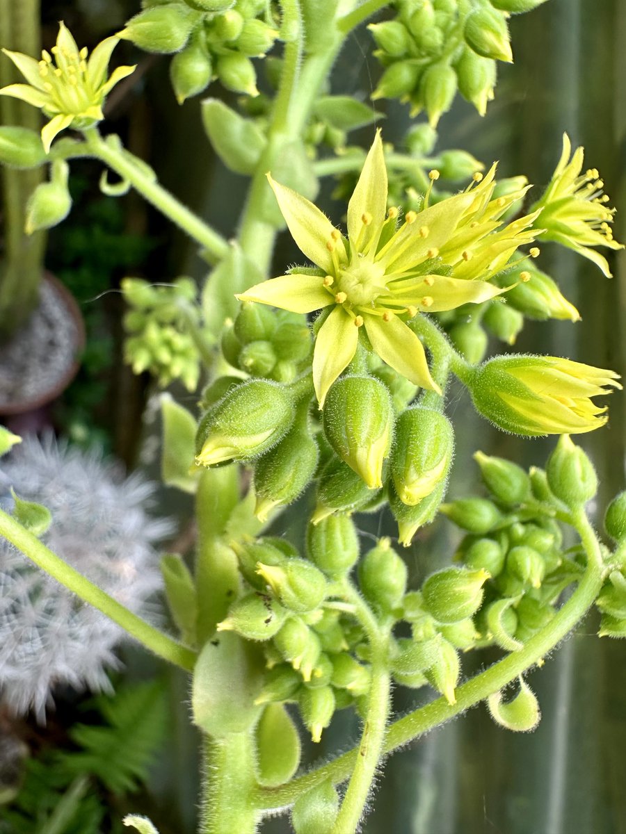 Aeonium arboreum finally opens a few #succulents #BCSS #HouseplantHour #flowers