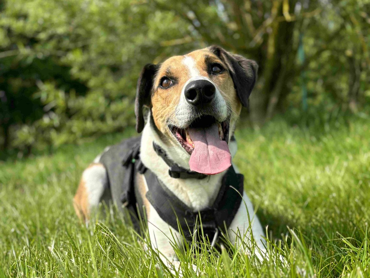 Walter enjoying the sunshine! Walter would love a rural home, he can live with other dogs, cats, livestock and more! Find out more : dogstrust.org.uk/rehoming/dogs/… #DogsTrust #AdoptDontShop #Harrier