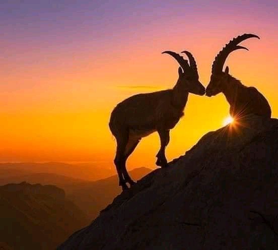 Walia Ibex at sunset in the Semien National Park, Ethiopia 🇪🇹

The Walia Ibex is an endangered species of mountain goat found in Ethiopia, known for its majestic horns.

t.me/africafirsts

#ThisIsAfrica #VisitAfrica