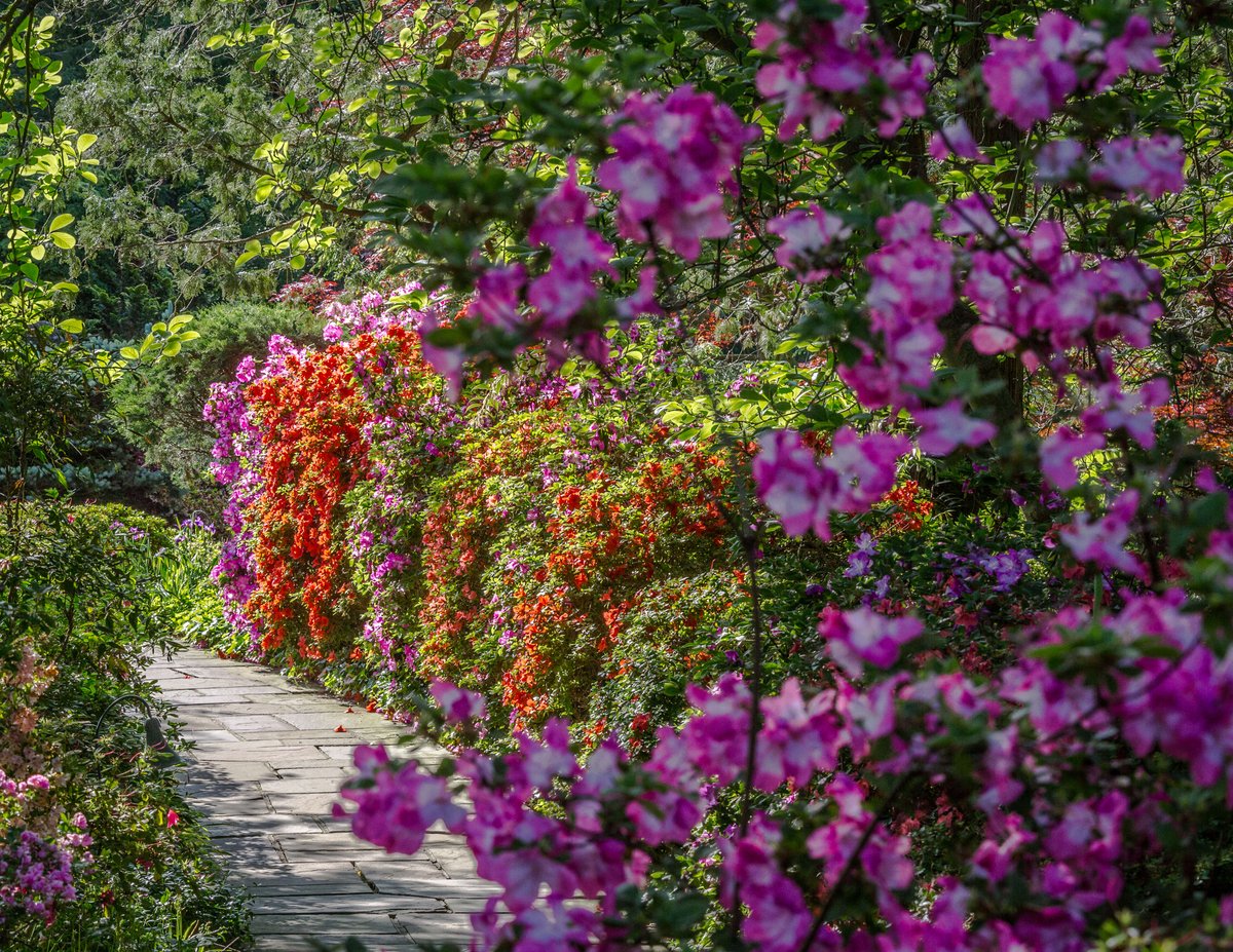 Azalea season is the best season 🌸

📷: Erik Kvalsvik
