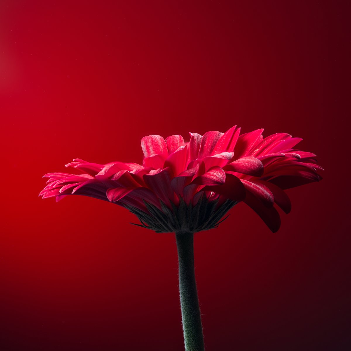 Flower photo of the day. Red Gerbera.

#macro_globe #bloemenfotografie #raw_macro #macro_world #flowersandmacro #macroexperience #macroandflora #macroviewpoint  #raw_flowers #snap_flowers