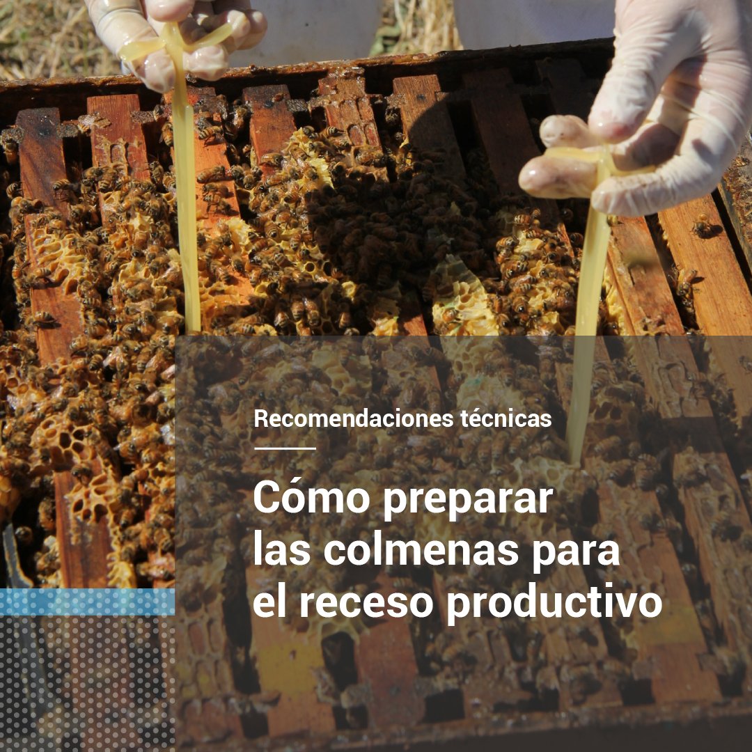 🐝Previo a la temporada invernal, los apicultores deben preparar las colmenas para el receso productivo haciendo uso eficiente de los recursos disponibles. Te compartimos nuestras recomendaciones para una inspección efectiva 🧵

Más información👉 bit.ly/44op7SN