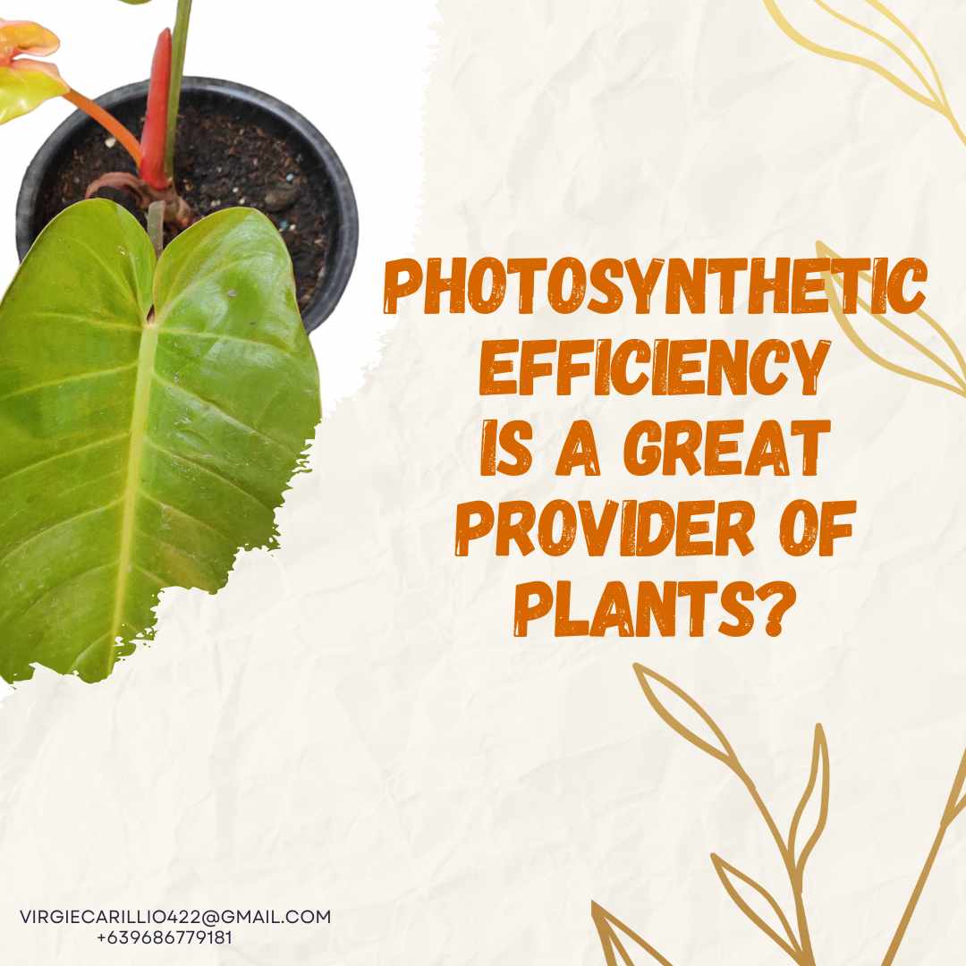 The foundation of Earth's green vitality, photosynthetic efficiency powers ecosystems and supports all life forms.📷#BioEnergy