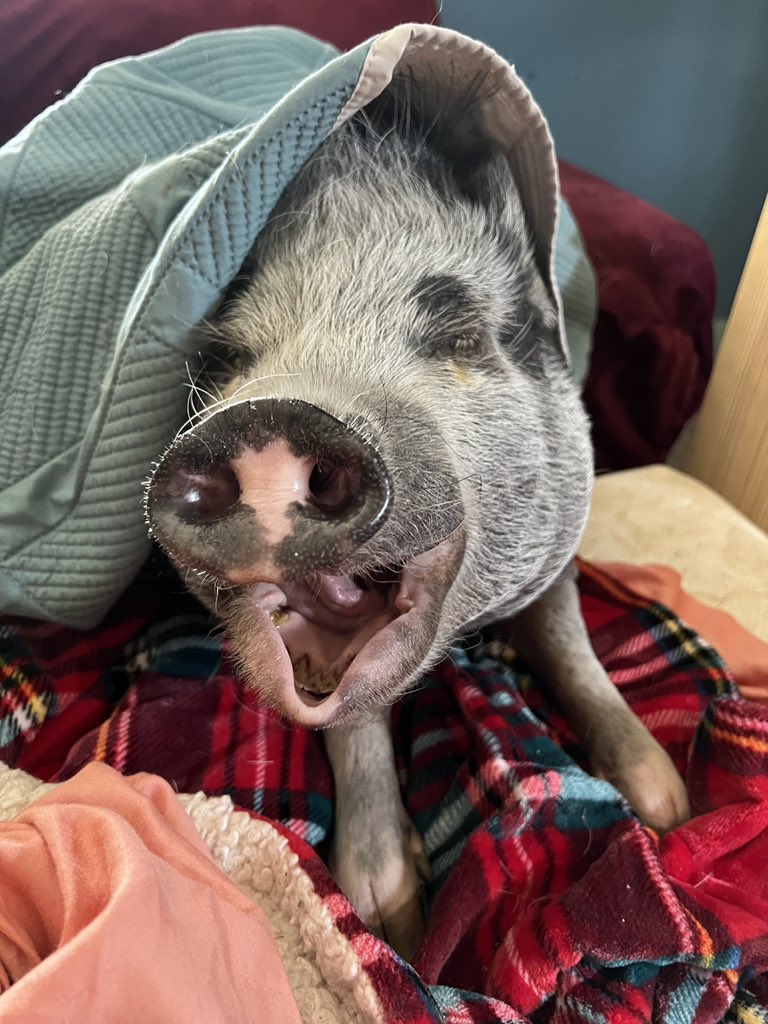 Millie feels it is just to early to be getting up. And for good measure she demonstrated this with a very big yawn. She might need to pull the covers back over her head for a little more sleep.