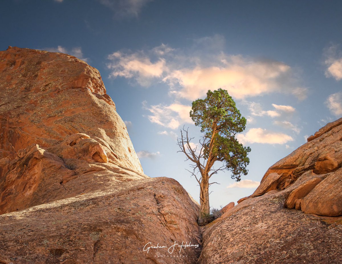 Lone Pine clinging to a rock in Utah. Backlit by the sun really put the spot light on this marvelous tree. #lonepine #utah #canonexploreroflight #canonusa #ShotOnCanon #adventurephotography #travelphotography #YourShotPhotographer #landscapephotography #teamcanon