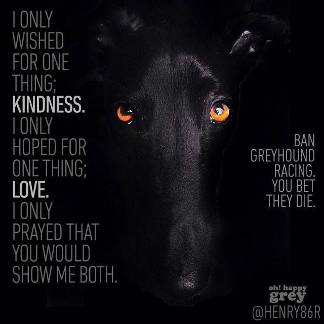 Dead #pets due to #GreyhoundRacing 
#UnboundTheGreyhound #CutTheChase
Youngest greyhound to die Cyclone Shirley 
22 months
Oldest Greyhound to die Tahlee Girl 
53 months
Average age at death 37 months 😡
A very long list. Where is your #conscience? 😡
greyhoundcoalition.com/may-2023-11-gr…