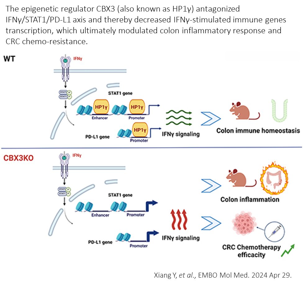 🔬 New insights into IFNγ and colorectal cancer! Study in @EmboMolMed shows CBX3's crucial role in immune response & treatment potential. 🧬 🚀 Could reshape approaches to colitis & cancer therapy! 🔗embopress.org/doi/full/10.10…