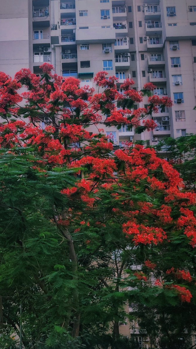 #Gulmohar season
#floweringtrees  #delhincr