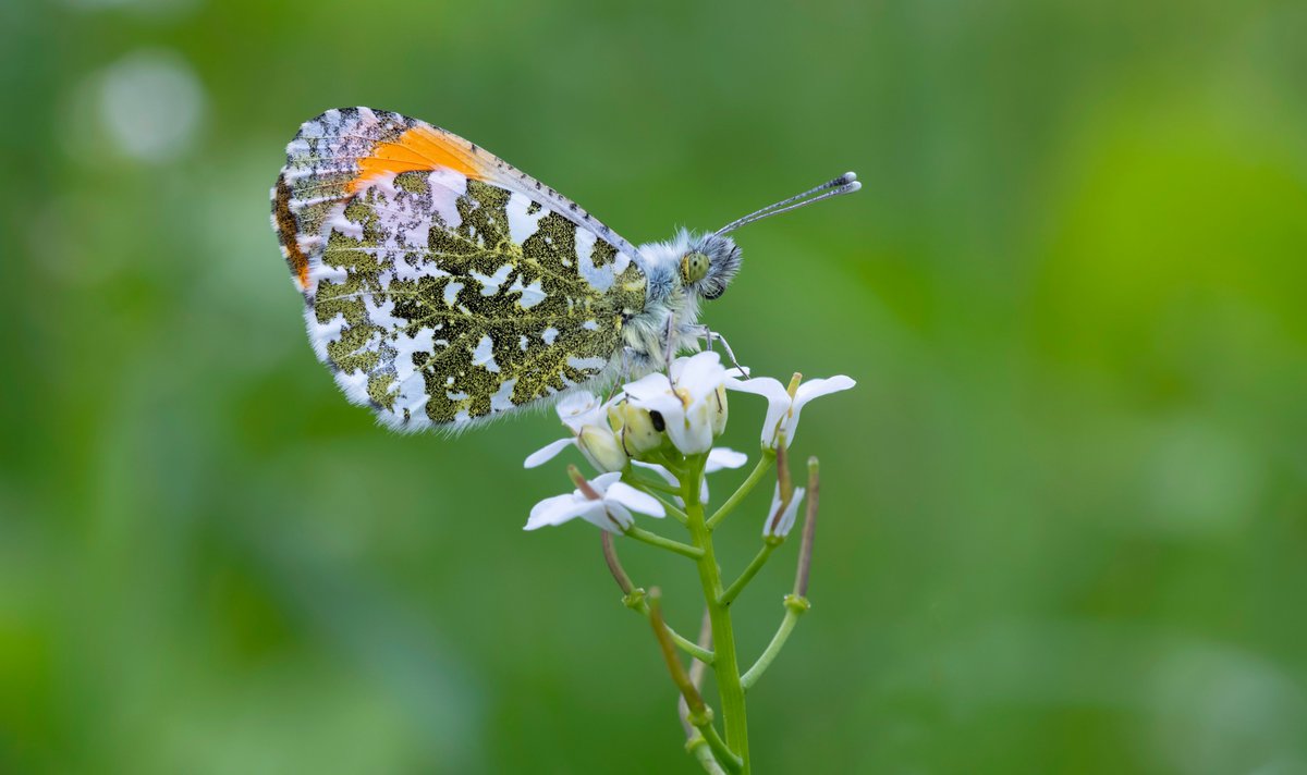 Despite the cloudy conditions this morning, it was actually warm. I wasn't however expecting to find a couple of Green Hairstreak nectaring on the Garlic Mustard. The male Orange-tip was more expected. @savebutterflies @sdnpa @SussexWildlife @BCSussex