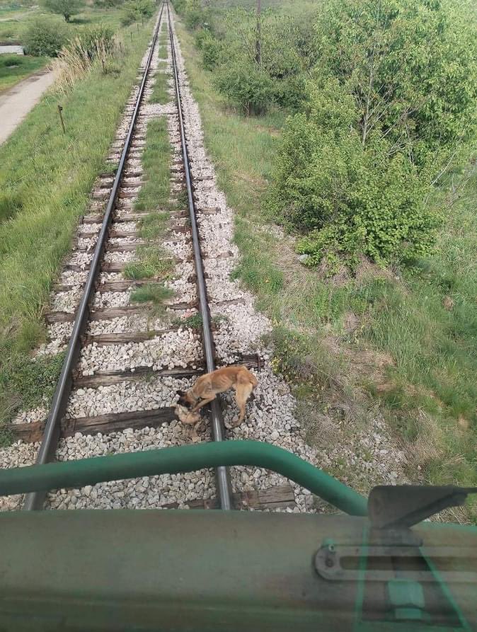 Ein Hund war an die Gleise gebunden. Dem Lokführer sei Dank, daß er ihn rechtzeitig bemerkt und den Zug gestoppt hat. Und für die Person, die das getan hat, hoffe ich, daß für ihn in der Hölle ein besonderer Platz reserviert ist.