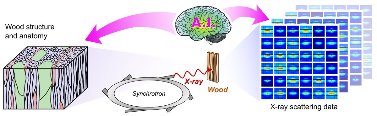 Paavo Penttilä (@paavopenttila) on Twitter photo Open PhD position combining wood nanostructure, X-ray scattering and machine learning in my <a href="/BioMatStructure/">Biobased Materials Structure group</a> group at Aalto University. Apply by May 31, 2024 here: aalto.fi/en/open-positi… Open PhD position combining wood nanostructure, X-ray scattering and machine learning in my <a href="/BioMatStructure/">Biobased Materials Structure group</a> group at Aalto University. Apply by May 31, 2024 here: aalto.fi/en/open-positi…