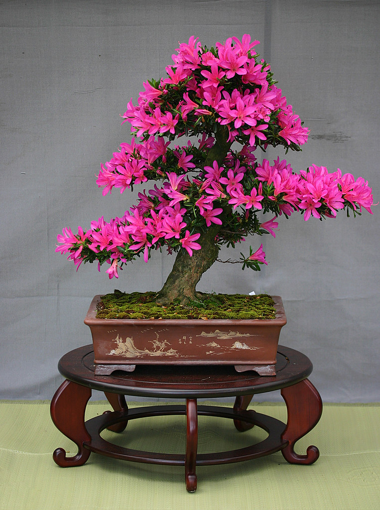 Good morning 🌺 my sweet friends 🌺

The best known example of a flowering Bonsai tree is the Azalea. In many cultures, Bonsais traditionally symbolize peace and harmony and have been gifted as a sign of appreciation and respect. 
#FlowersOfTwitter