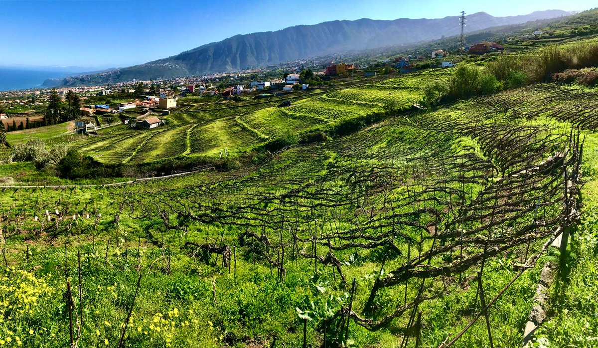 👏 La Villa de La Orotava ha sido distinguida en estos relevantes premios como el Mejor Municipio de la Macaronesia.