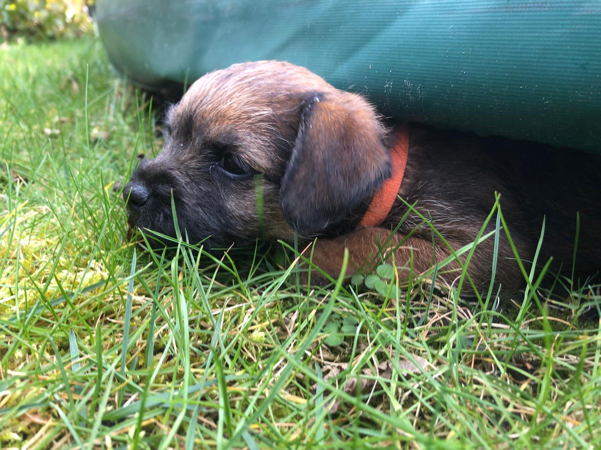 When I was exploring as a pup #BTPosse #ThrowbackThursday #Rubeae