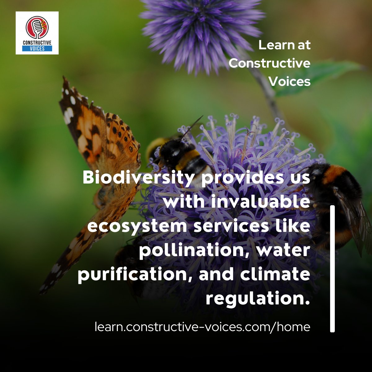 'Biodiversity provides us with invaluable ecosystem services like pollination, water purification, and climate regulation.' #biodiversity #biodiversitynetgain #training - learn.constructive-voices.com/home/