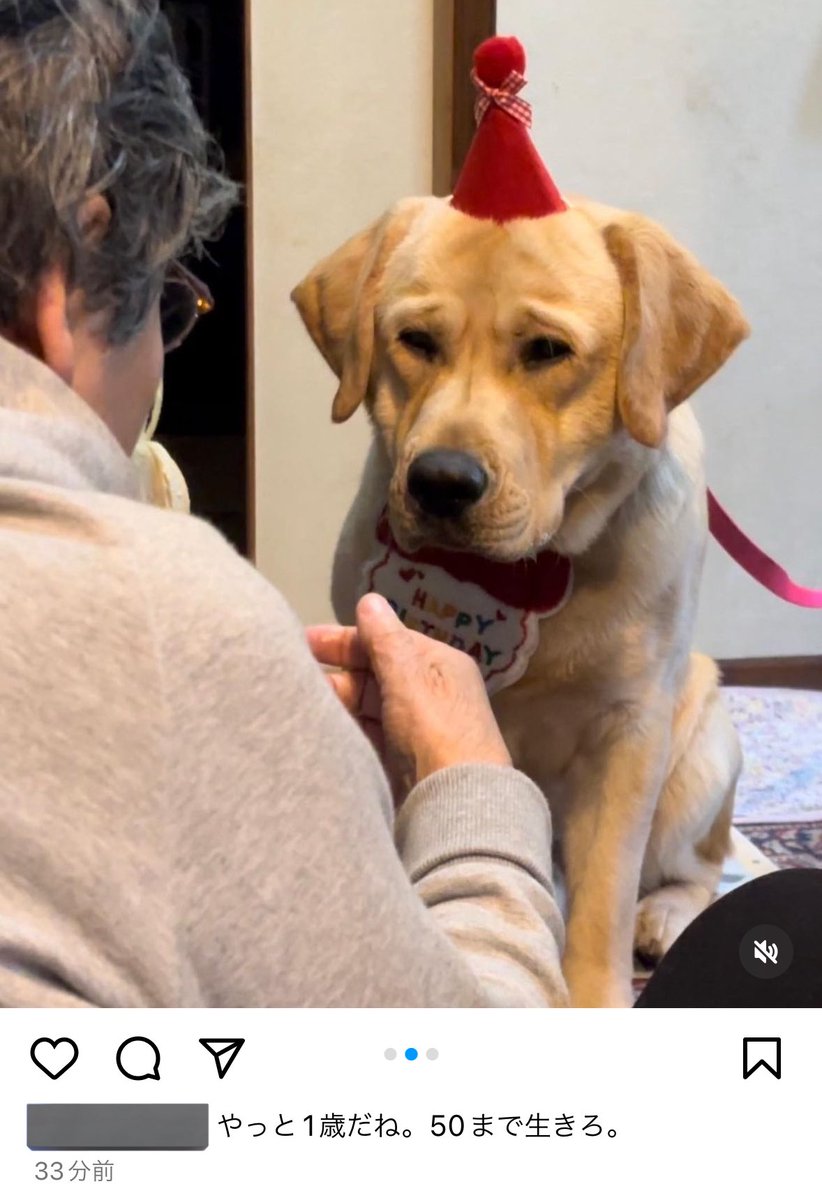 ラブラドール るなちゃん | DogsalonLimeのブログ