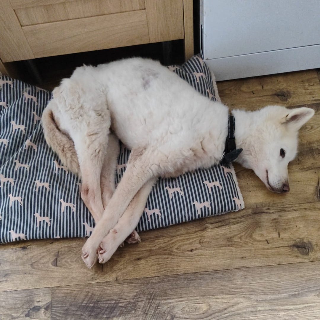 Happy update!!! ARCHIE WAS ABANDONED, EMACIATED NEAR THE ENGLISH / WELSH BORDER #HEREFORDSHIRE  #UK - He's in a wonderful foster home now!! 
UPDATE - video in comments ( GO TO FACEBOOK LINK)
Archie is doing so well.  Today's weigh-in is 14.2kg.  Up a kg on last week.  The weight…