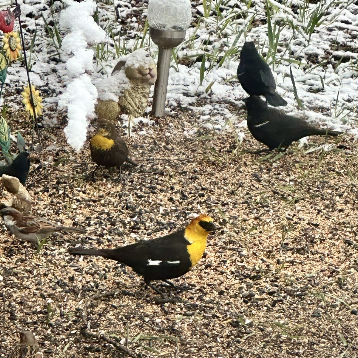 Big score at one of my feeders this morning: a yellow-headed blackbird, and a yellow-breasted chat in the background! 🤩 🐦 💕 #birdsofinstagram #birdwatching #yellowheadedblackbird #yellowbreastedchat #birdfeeder #mybackyard #countrylife #rurallife #turalalberta